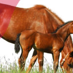 Pegus Horse Feed