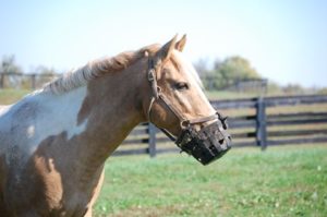 TH-LEGACY-IMAGE-ID-748-horse-in-muzzle-horizontal