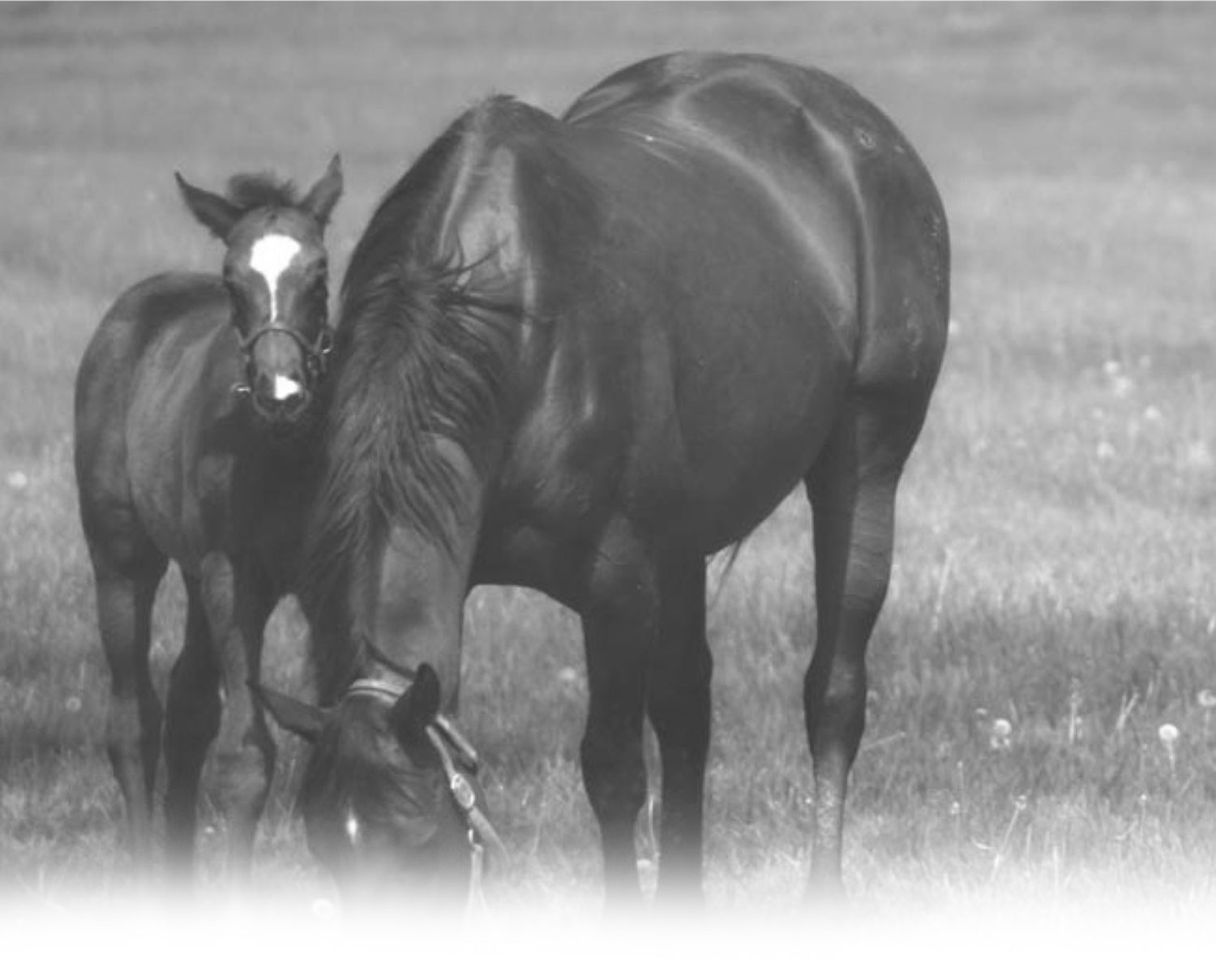 Pegus horse feed that performs