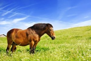 obese-horse-in-grass-field