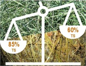 Forage scales