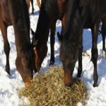 group horses