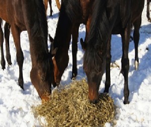 group horses