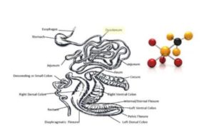 digestion atom