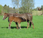 foal-diar