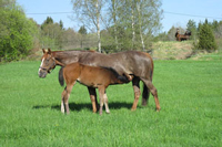 foal-diar