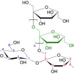 fruktanmolekyl