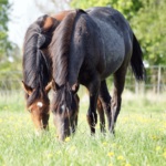 grazing-in-pair