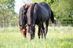 grazing-in-pair