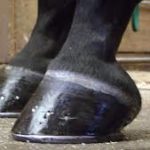 hoofs