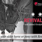 revival mash_older horses